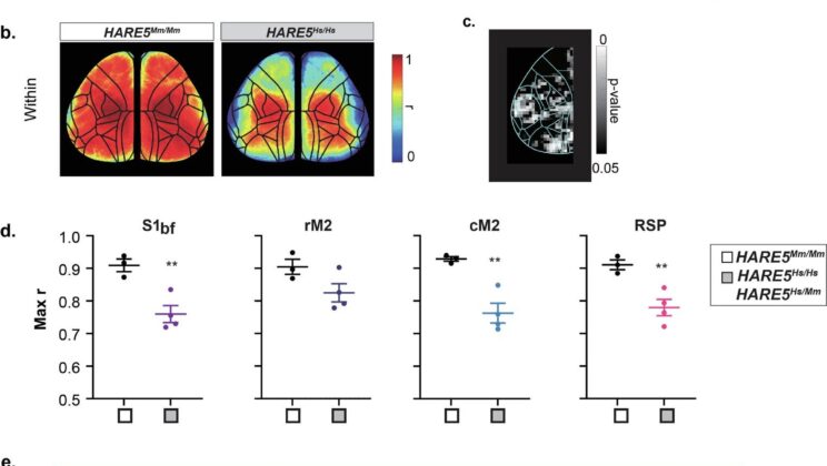 Scientists Discover Genetic Enhancer That Helped Shape the Human Mind