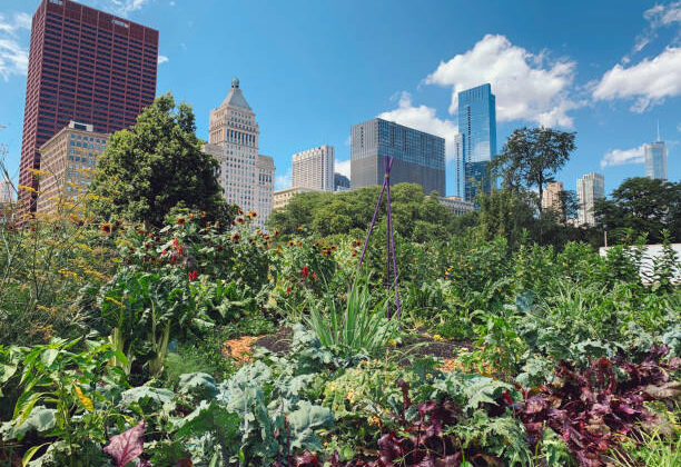 Feeding Cities After Catastrophe: Could Local Farming Save Us?