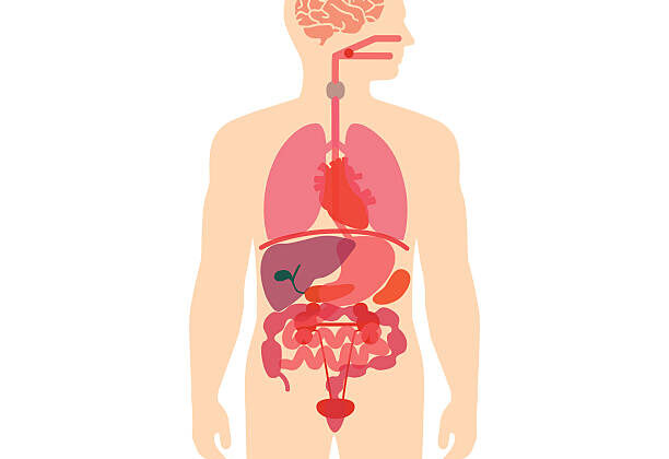 What Is Internal Medicine? The Science Behind Primary Care
