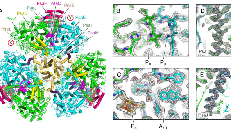 Scientists Decode a 3-Billion-Year-Old Engine That Made Oxygen Possible