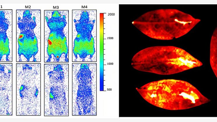 The Secret Glow of Life: How Living Beings Emit Invisible Light