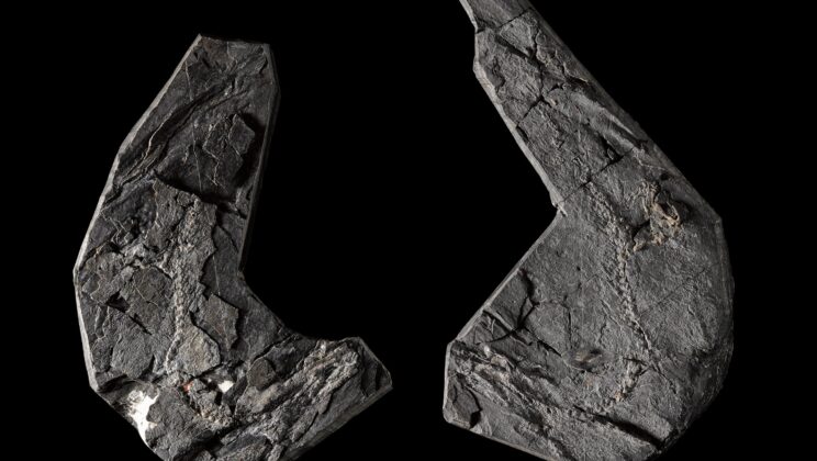 Discovery of 346 Million Year Old Tetrapod Sheds Light on Evolutionary Mystery