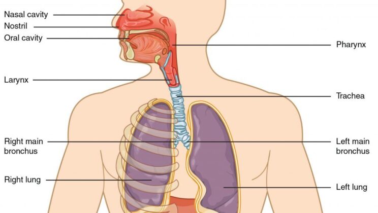 Understanding the Respiratory System: Functions, Anatomy, and Diseases