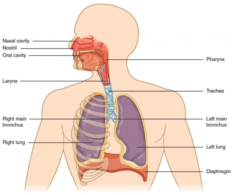 UNDERSTANDING THE RESPIRATORY SYSTEM FUNCTIONS ANATOMY AND visual data 4