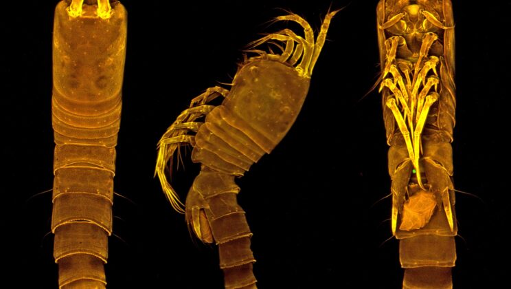 Tiny Crustacean Discovered in Bermuda Cave Reveals Ancient Evolutionary Secrets