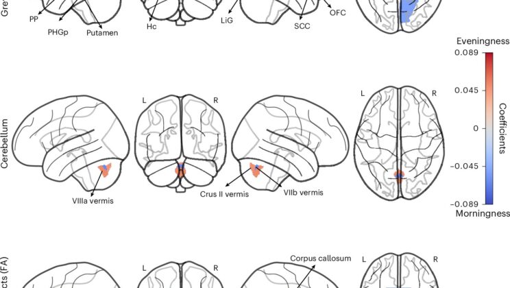 Scientists Reveal Why Some Wake Early and Others Thrive at Night