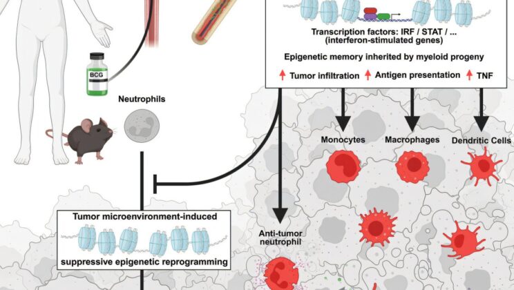 Scientists Unlock How BCG Vaccine Boosts the Body’s Cancer-Fighting Power