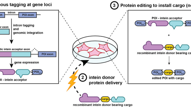 New Molecular Tool Edits Proteins in Living Cells in Just Minutes