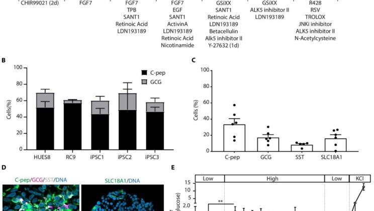 Stem Cell Breakthrough Offers Hope for Type 1 Diabetes Cure