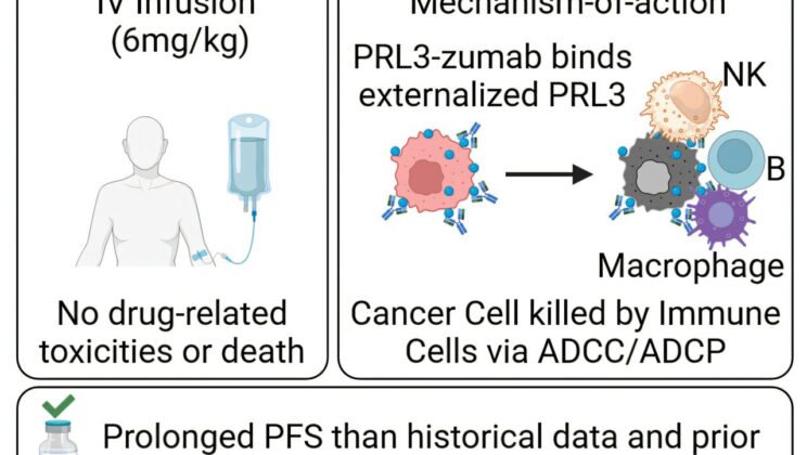 Breakthrough in Cancer Immunotherapy: PRL3-zumab Offers New Hope for Treatment-Resistant Tumors