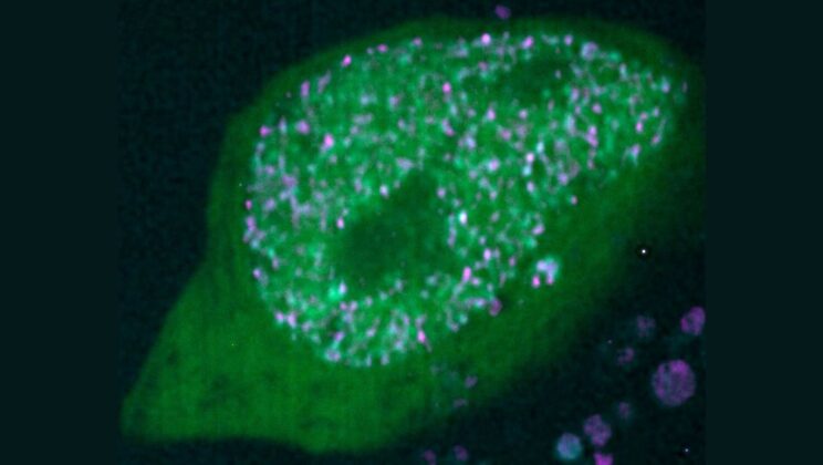 Scientists Discover Solid Condensates That Power Our Sense of Smell