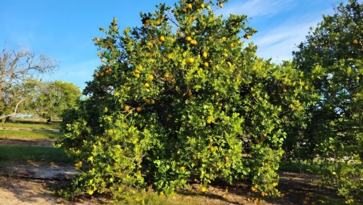 Scientists Uncover an Orange Tree That Thrives Amid Citrus Crisis