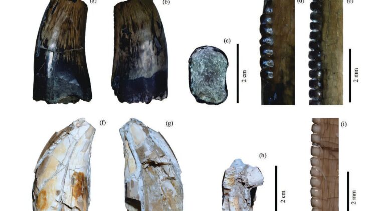 New Dinosaur Teeth Found in China Reveal Uncharted Cretaceous Species