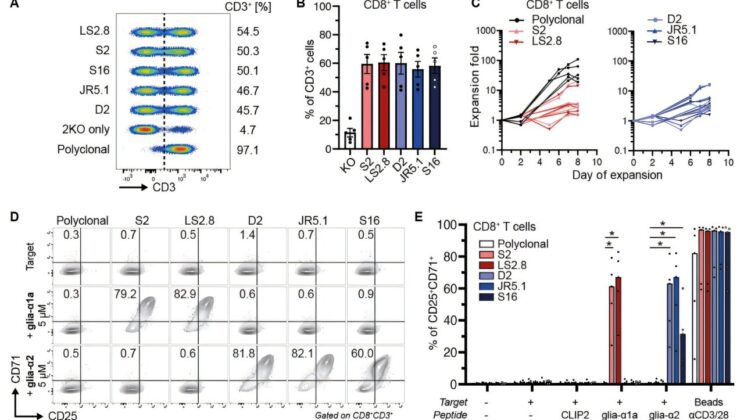 Scientists Reprogram Immune Cells to Treat Celiac Disease