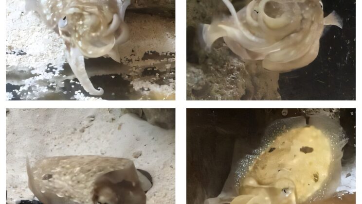 Secrets in the Waving Arms: Are Cuttlefish Talking?