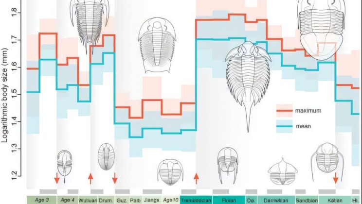Oxygen’s Silent Hand: How Marine Redox Shaped Trilobite Body Size in Deep Time