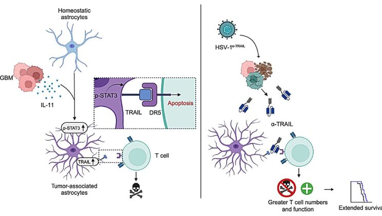 Brain’s Star Cells Found Protecting Deadly Cancer from the Immune System