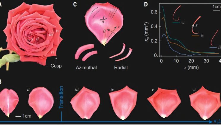 The Secret Geometry of Roses: How Physics Explains the Flower’s Unique Beauty