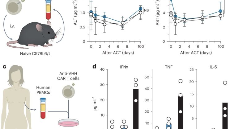 Scientists Hack the Immune System to See What Cancer Hides
