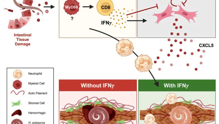 Scientists Discover Gut-Saving Immune Strategy Hidden in Worm Infections