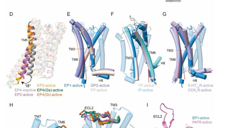 Scientists Capture the Hidden Structure of EP1 and Complete the Prostaglandin Puzzle