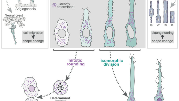 New Discovery Shatters a Century of Cell Division Dogma