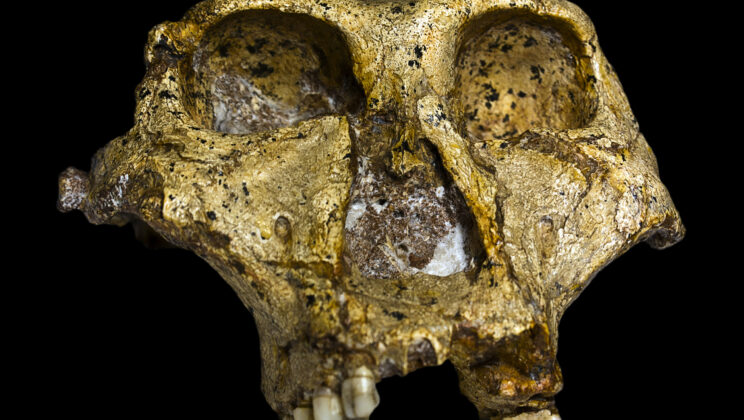 Ancient Teeth Reveal Hidden Diversity in Early Human Cousins