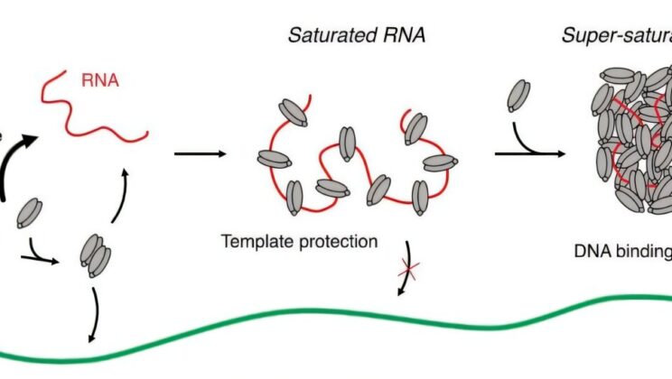The Secret Life of Jumping Genes: How Viral Echoes Shape Our DNA