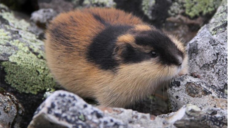 Ice Age Architects: How Mammoths, Arctic Foxes, and Other Cold Creatures Evolved to Survive the Chill