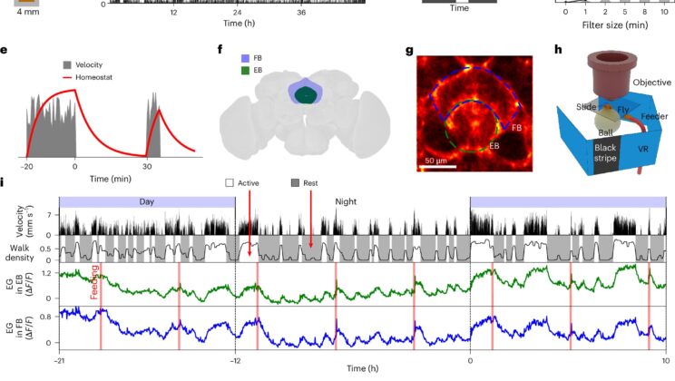How Tiny Fruit Flies Are Changing What We Know About Sleep