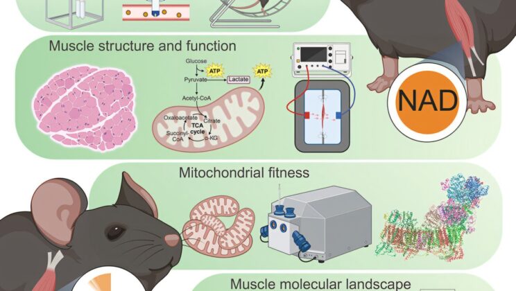 Study Finds Huge Drop in NAD+ Doesn’t Affect Aging or Strength