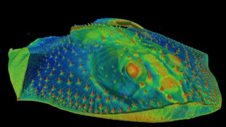 Scientists Discover Teeth Began as Sensory Armor Long Before Eating Came Into Play