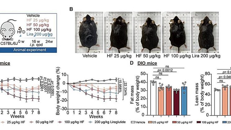 Ancient Chinese Remedy Emerges as a Powerful New Ally in the Fight Against Obesity