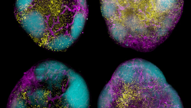 Scientists Pioneer Super Vaccine Strategy for Long-Lasting Immunity