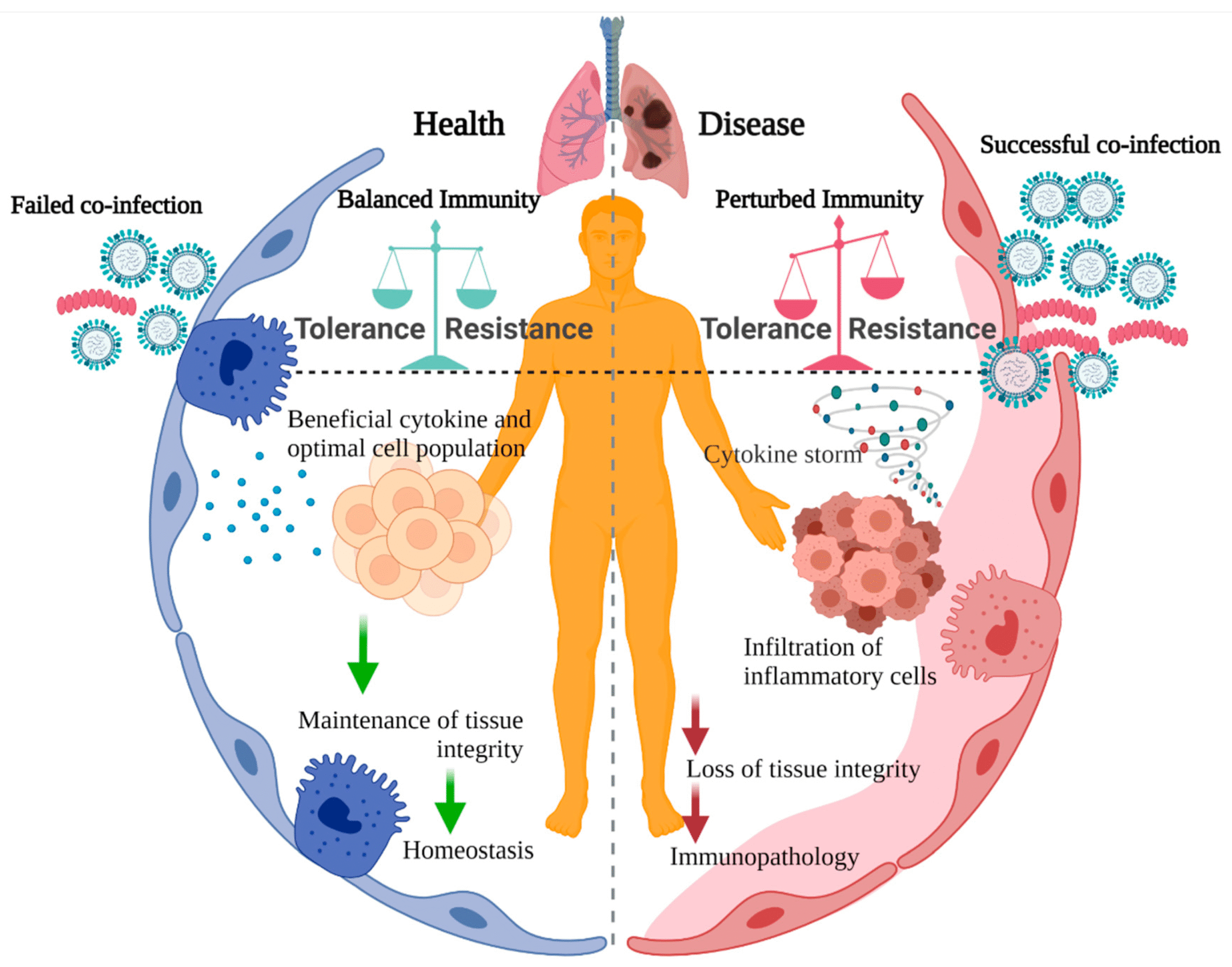 How Infections Spread: Medical View on Bacteria and Viruses
