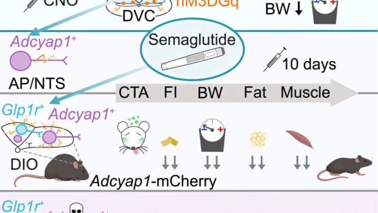 Scientists Discover Brain Circuit That Unlocks Semaglutide’s Weight Loss Power Without Side Effects
