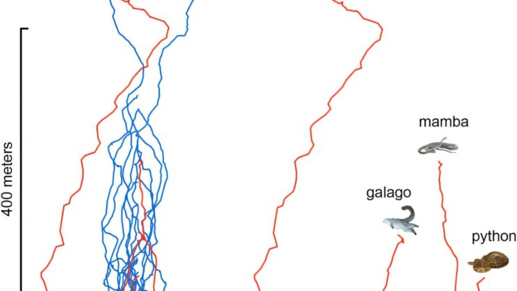 When Birds Lead Hunters Astray: The Curious Case of the Vengeful Honeyguides