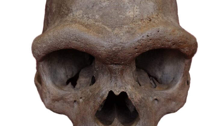 What Did the Mysterious Denisovans Look Like? A 146,000-Year-Old Skull May Finally Answer That