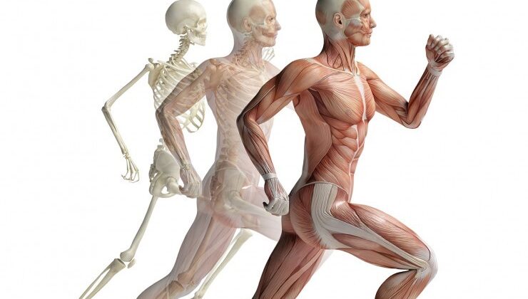 How Exercise Affects Musculoskeletal Health