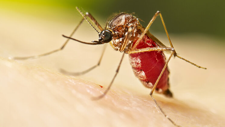 New Global Study Reveals Mosquitoes Change Their Diet Based on Environment