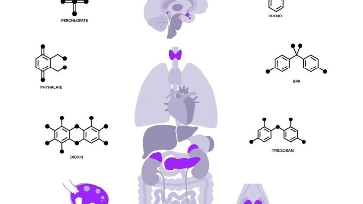 How Endocrine Disruptors Affect Human Health