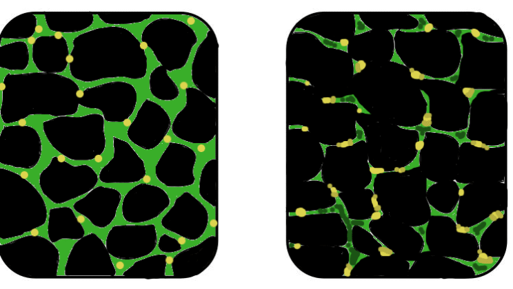 What Causes Muscular Dystrophy?