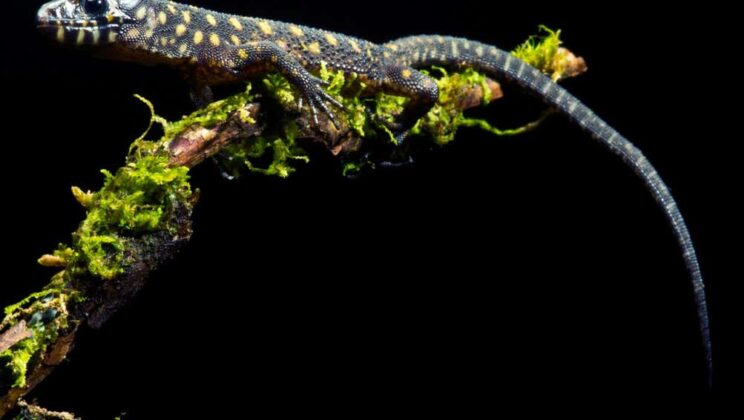 The Tiny Lizards That Survived the Asteroid That Killed the Dinosaurs