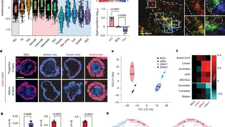 Scientists Discover Metabolic Switch That Heals the Gut From Within