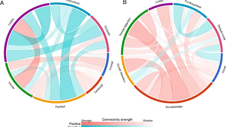 Study Shows How the Aging Brain Undermines Social Engagement Over Time