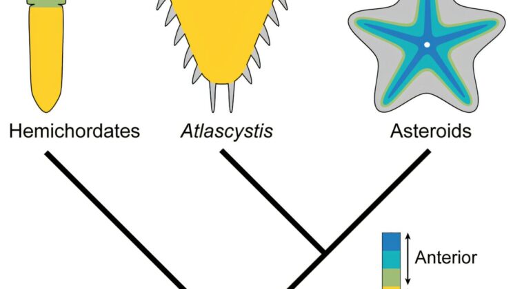 This Ancient Fossil Just Solved One of Evolution’s Weirdest Mysteries