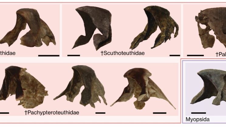 Squids Ruled the Seas Long Before Dinosaurs Disappeared