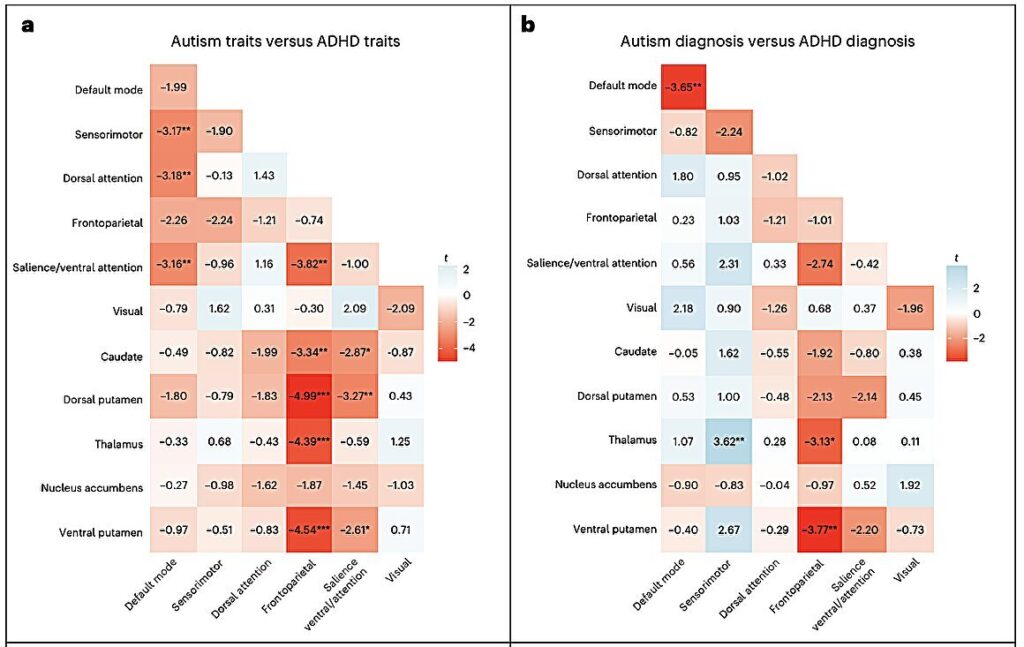 Audhd Graph New Study Reveals How Autism and ADHD Light Up the Brain Differently