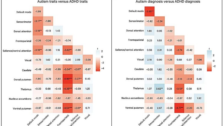 New Study Reveals How Autism and ADHD Light Up the Brain Differently