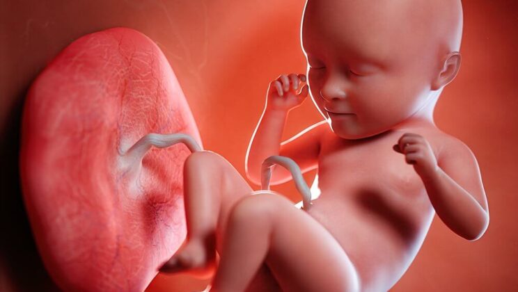 The Placenta May Hold the Secret to the Evolution of the Human Brain